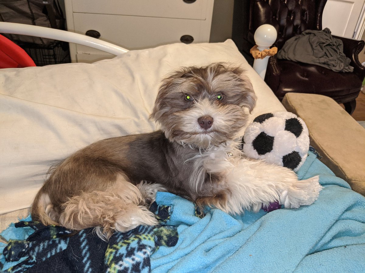 FenixPerrito's tweet image. I&apos;m 17 weeks old today. I&apos;m finally as big as my brother. 🐈 #puppy #DogsofTwittter