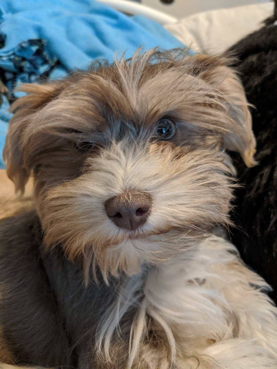 FenixPerrito's tweet image. I&apos;m 17 weeks old today. I&apos;m finally as big as my brother. 🐈 #puppy #DogsofTwittter