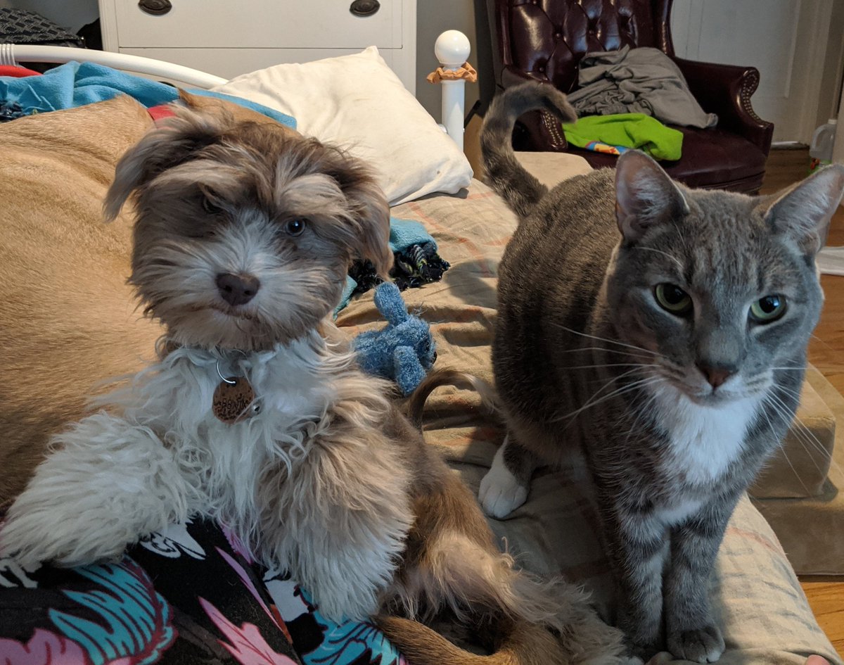 FenixPerrito's tweet image. I&apos;m 17 weeks old today. I&apos;m finally as big as my brother. 🐈 #puppy #DogsofTwittter