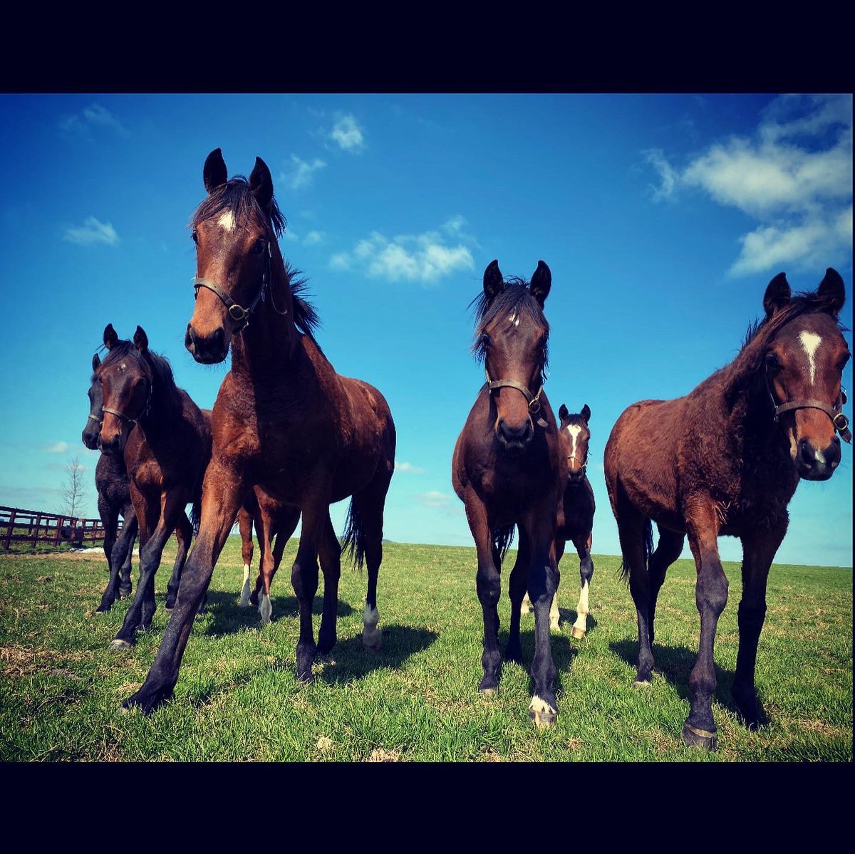 anaobrien2's tweet photo. The boys 😎☀️ https://t.co/YdAU1QGuwL