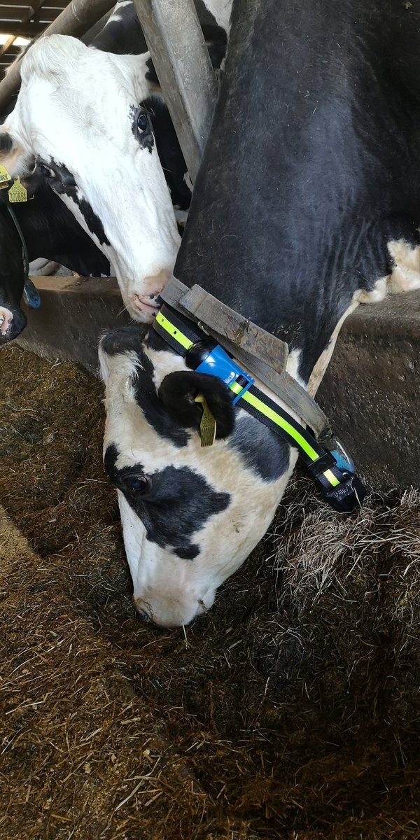 traceyroan's tweet photo. Favourite cow - Gloriette just got her new @allflexuk @semexUK Sense Hub collar on tonight.

Wonder how long it will stay that clean....

#colvendholsteins #teamdairy #thisfarminglife #HolsteinUK https://t.co/fmpGFYsqh4
