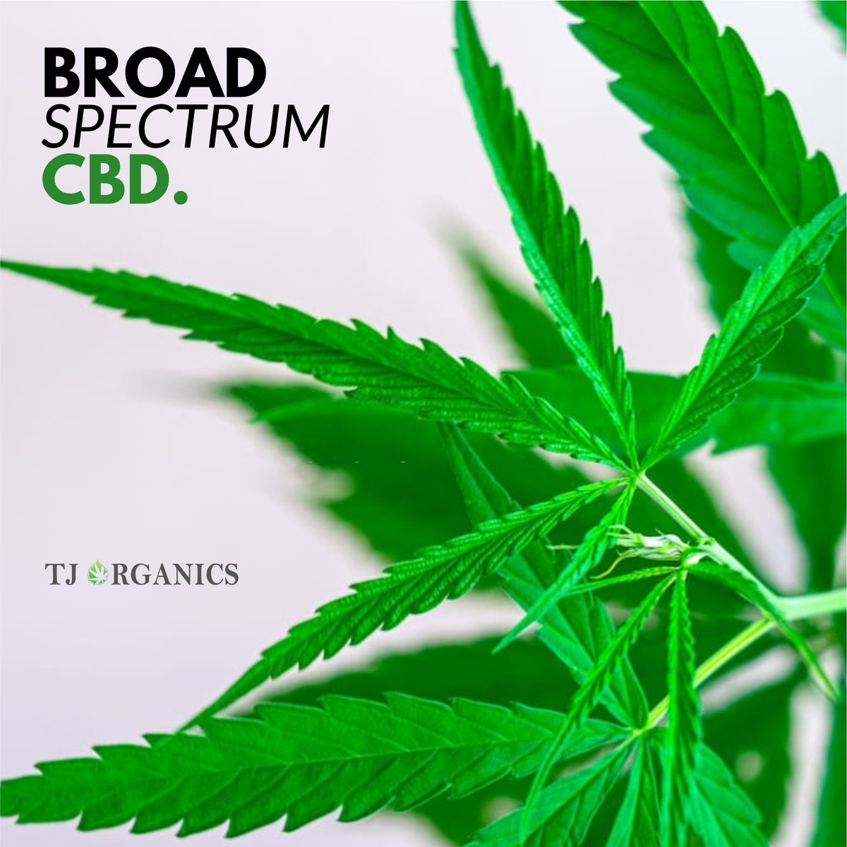 OrganicsTj's tweet photo. Broad-spectrum CBD is a whole hemp extract that contains everything in the Full Spectrum CBD including terpenes, flavonoids, the natural fatty acids found in the hemp, and other cannabinoids such as CBG, CBN, vitamins, and minerals but it’s THC free.

#tincture #cbd https://t.co/TK6XkcBeh5