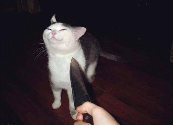 the aether in my head is that smug cat with knife 