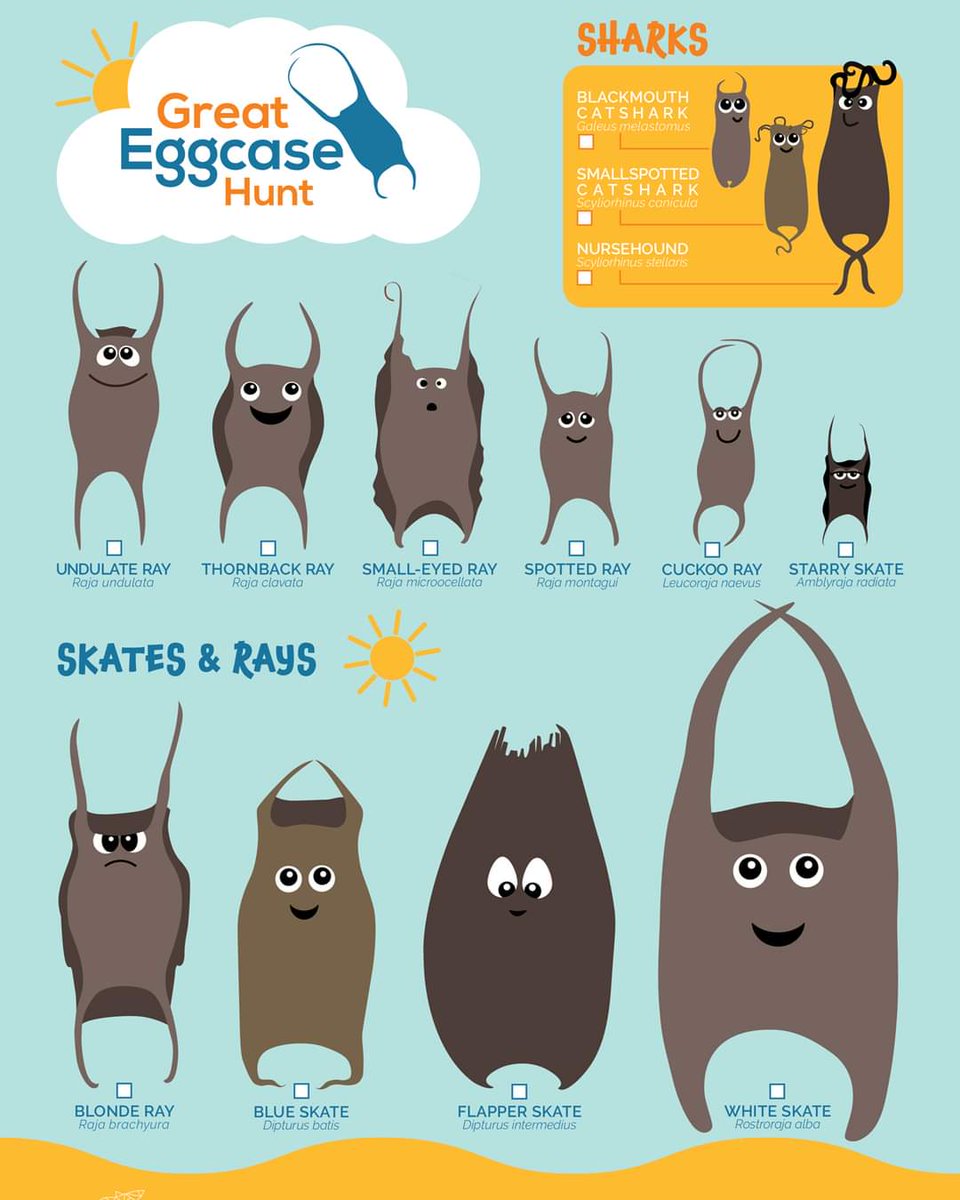 Ever wondered where mermaid purses come from? Well wonder no more! Shared from the #TheSharkTrust. If your out on the beach over the Easter break have a look at what you can find, maybe share some pics. More info at sharktrust.org/geh-how-can-yo…