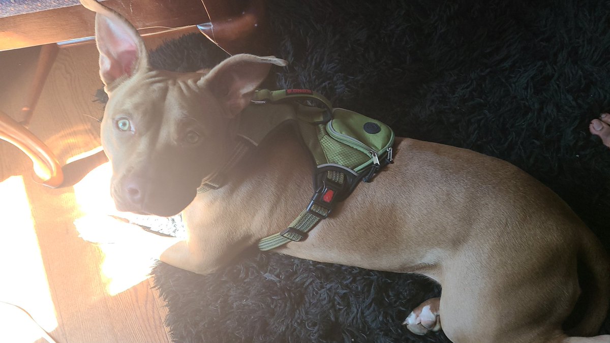 WillYABlowMe_'s tweet photo. @Outriders Puppers tired from walk. Puppers wants outriders now! 😭 https://t.co/sK7ISsL745