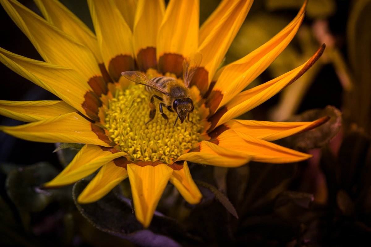 imzaki1994's tweet photo. beautiful scenery
#canon #Llens #100mmf28l #77d #macro #photographylovers #photographylife #canon77d #1macroshot #macro_royals #macro_captures #magicmacroworld #cairo #egypt #garden #insect #wildlifephotography #flowers #insects #bee #beauty https://t.co/vawMEKmleV
