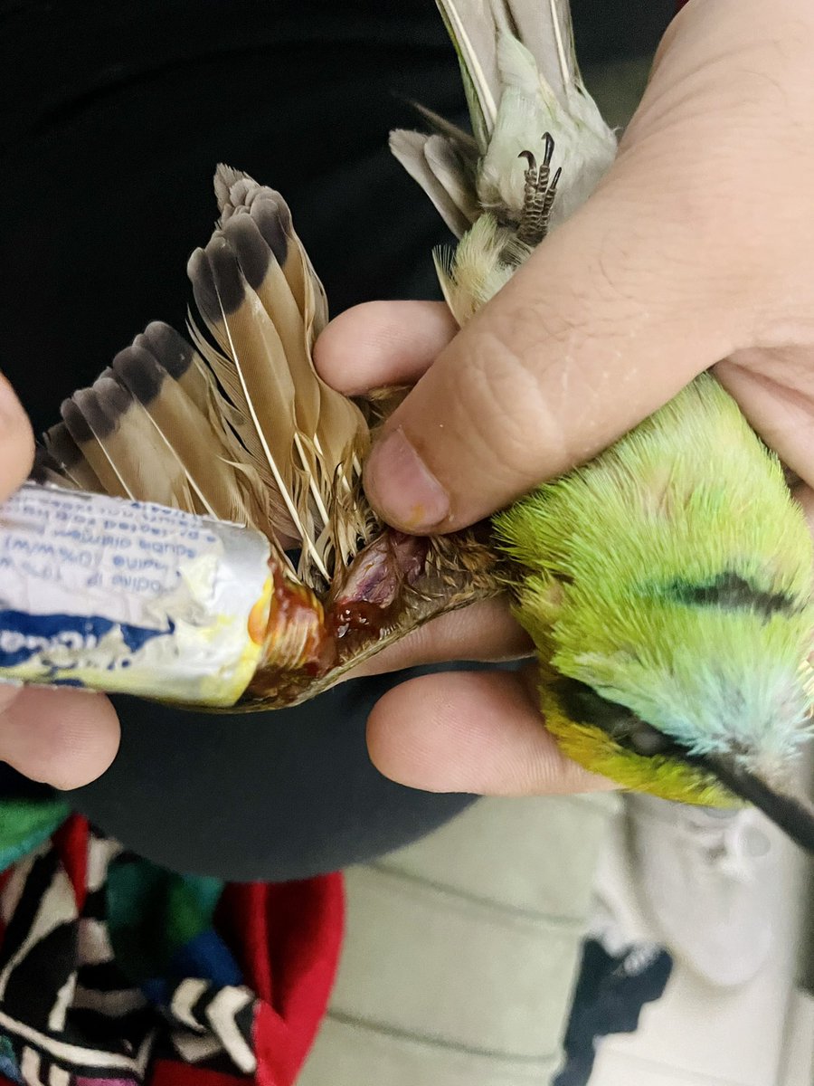 _hemantrohilla's tweet photo. In touch with vet, the bird is active and on antibiotic. https://t.co/dMmXlJZTsl