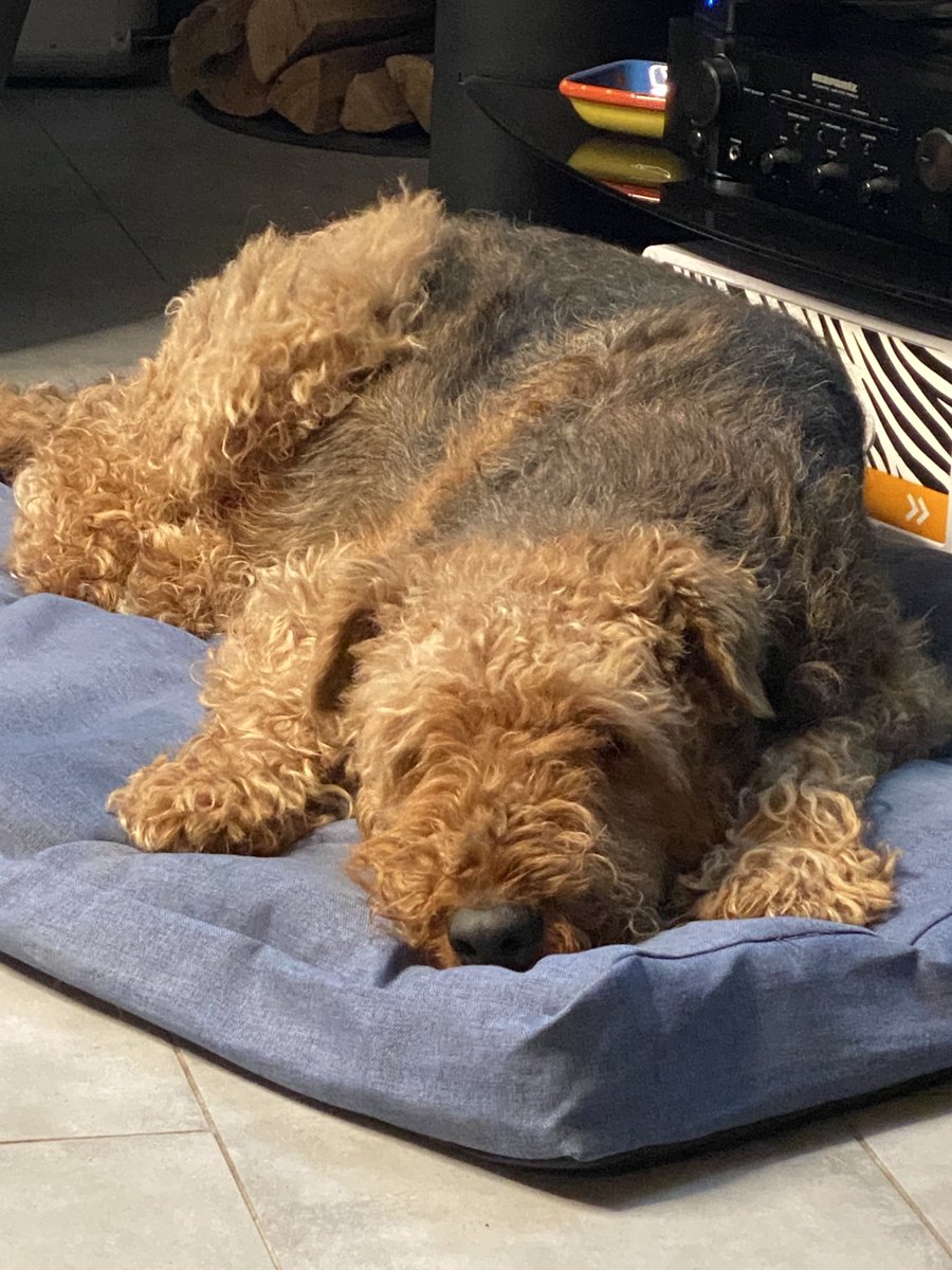 MelodyNelson06's tweet photo. 🤗#Airedale ♥️🐾 https://t.co/rduLLGrXdM