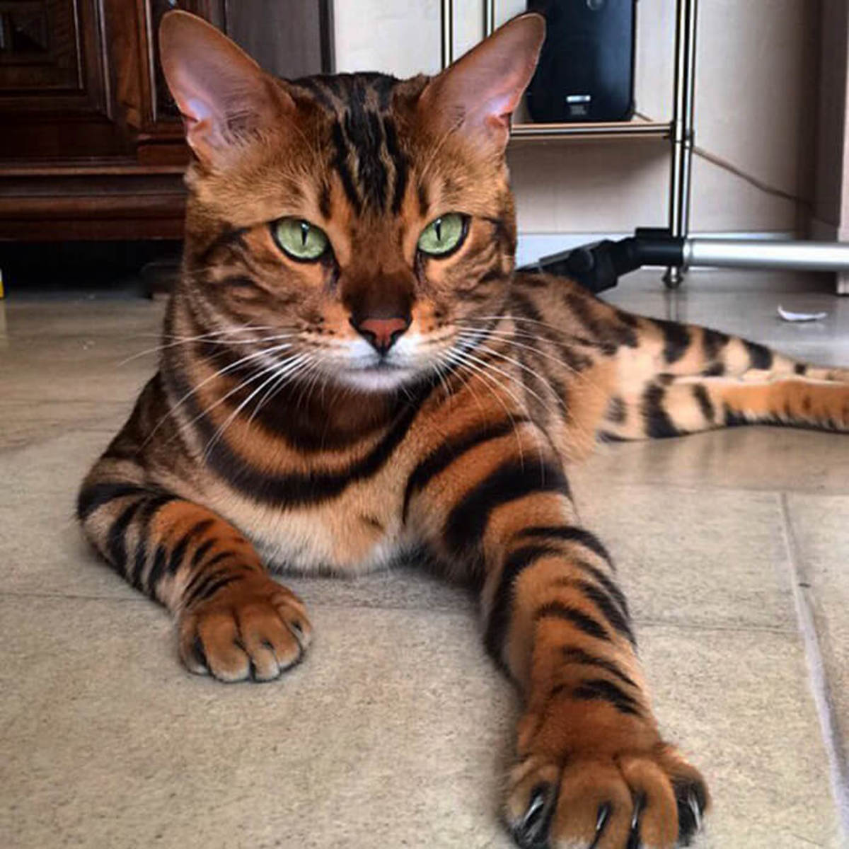 dany_grazia's tweet image. Il gatto del Bengala.....
uno spettacolo direi😍❤️che micione!