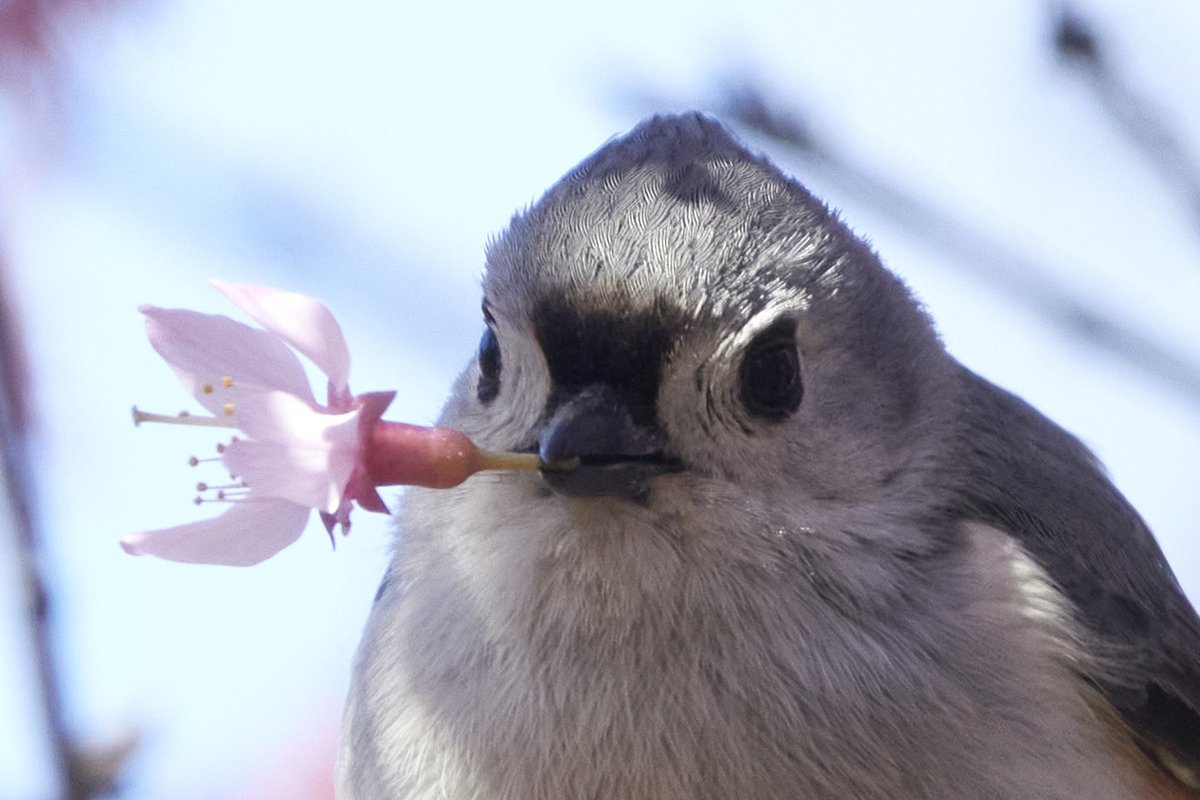 As if the titmouse wasn't already cute enough ...