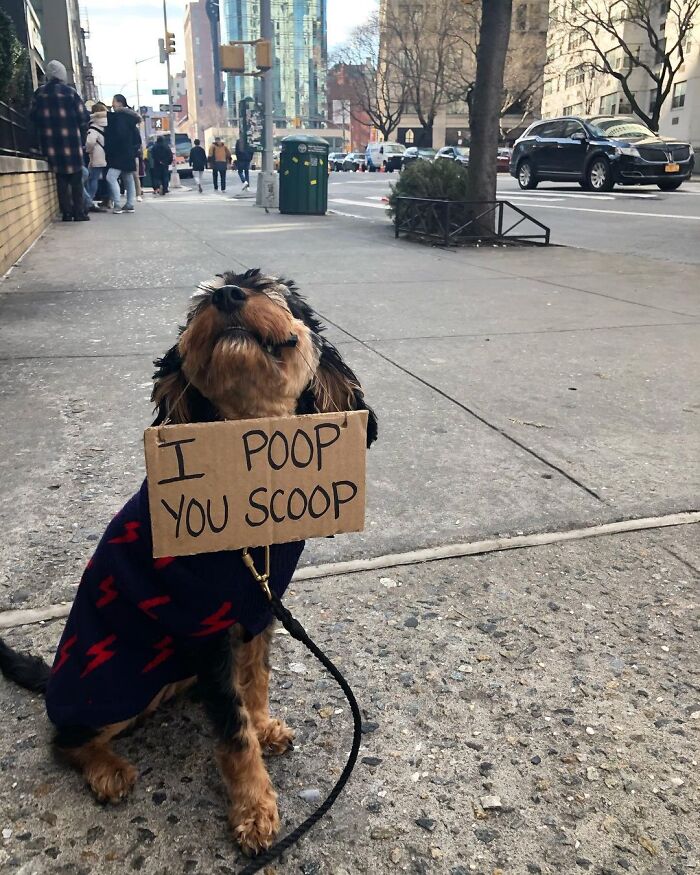 resqpups's tweet photo. #dogwithsign

https://t.co/bvDL64DsOT https://t.co/QntQ0KAPVB