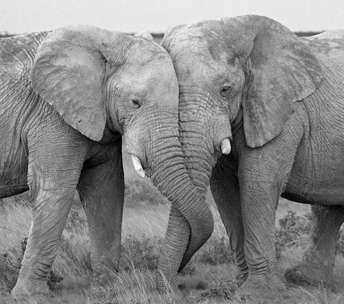 MKruger12's tweet photo. In the wild, joy &amp; #love is an emotion that #elephants openly display, this joy &amp; happiness clearly expressed when they are amongst their beloved family friends
Truly magnificent &amp; beautiful #animals.

Speak out &amp; Support @stae_elephants #staelaw4eles 
👇
https://t.co/yuz6RvW7C7 https://t.co/0litAM44L6