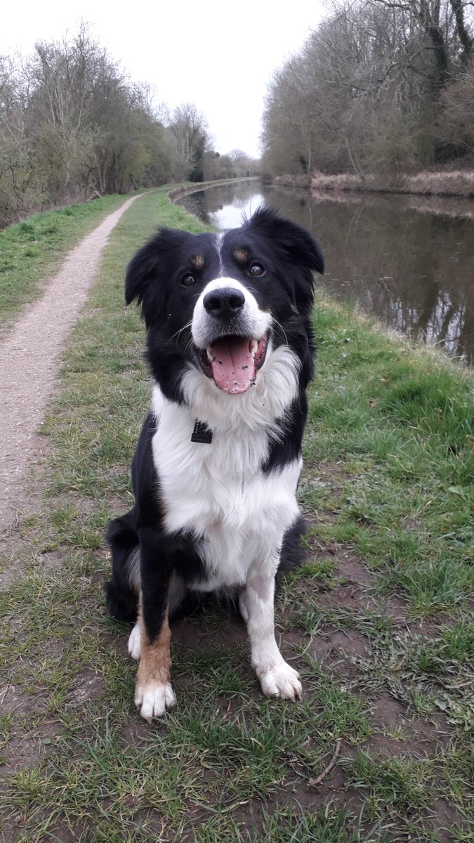 Rocking_Robbin's tweet image. Danny after his wash cut and blow dry, thought he needed pampering after his op.