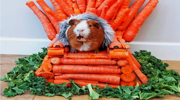 howpetcare's tweet photo. Today is Carrot Day and World Rat Day also😎😎
#Carrot #worldratday #rat #howpetcare #GameOfThrones #ratofthrones https://t.co/l4cXI1eIIo