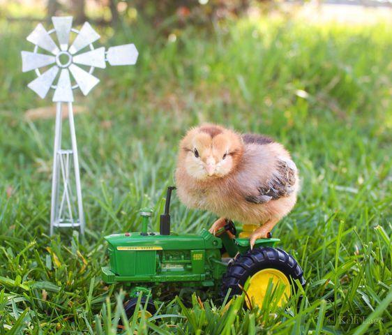 Tractors are chick magnets 
📷: Kelli L