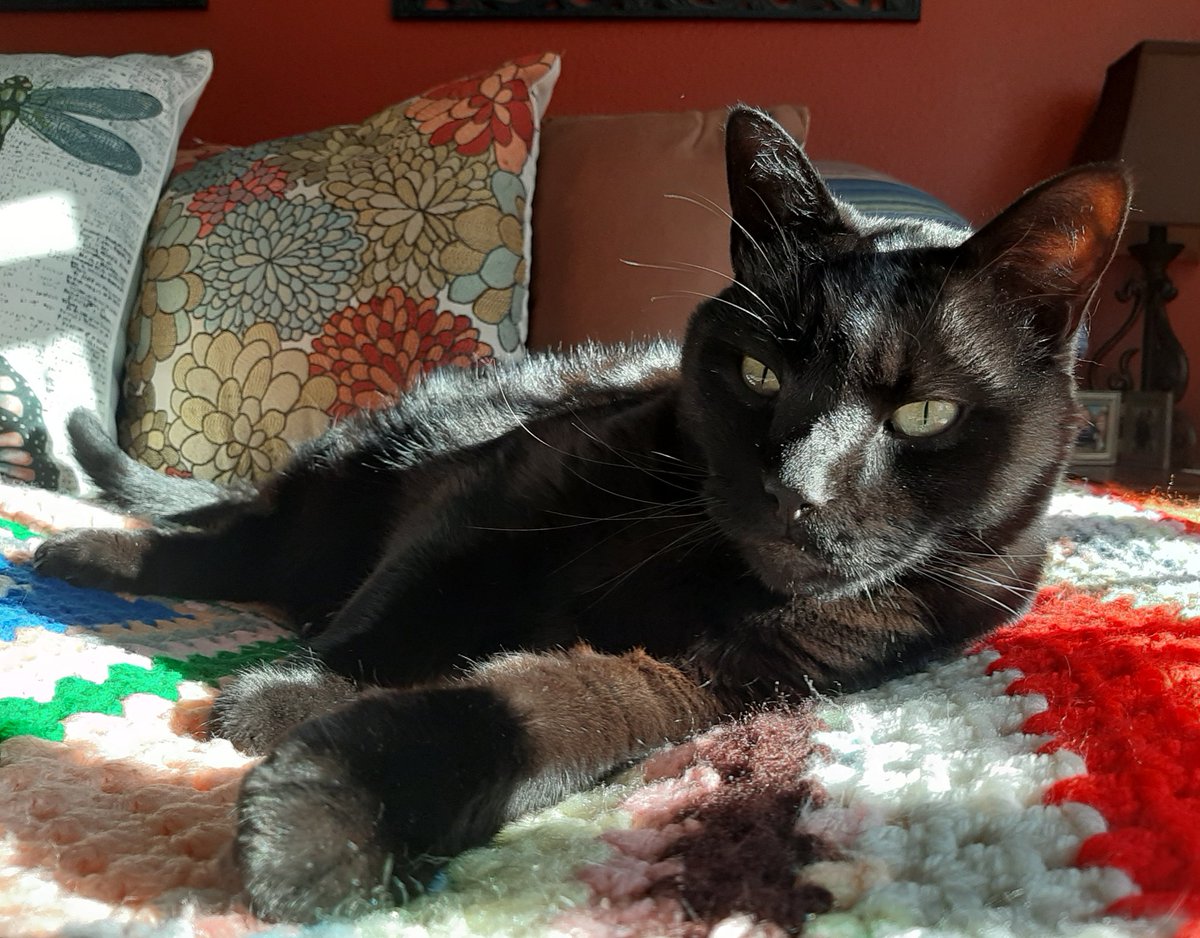 TheCatssels's tweet photo. 🐾
Larry's just chilling in the #sunnyspot on a laid back #Caturday 😍
🐾
#CatsOfTwitter #ILoveBlackCats #blackcat https://t.co/jv8DdTlIvC