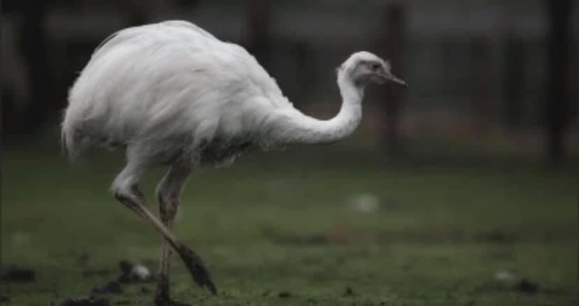 Melding politie Ansen