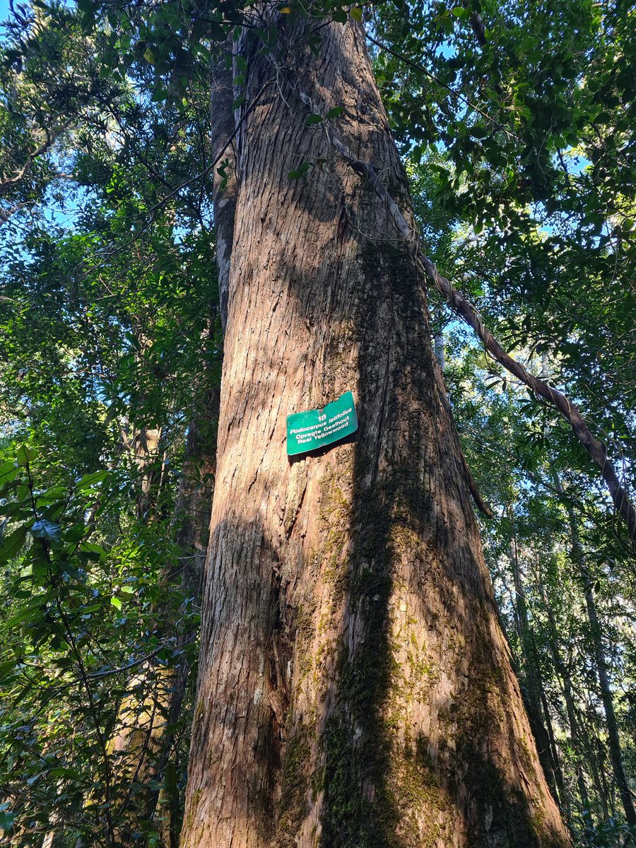 MrCow_man's tweet photo. Hiking adventures #PardekopNatureWalk #Hackerville #LiveYourWild #KuWrongKuRough #GeorgeDiaries https://t.co/ukhYkFF43w