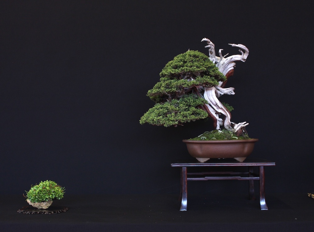 Bonsai Empire (@bonsaiempire) | Twitter Bonsai Empire (@bonsaiempire) | Twitter