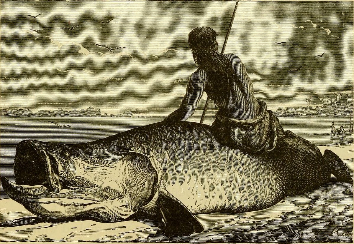 Good old #SustainableTimes of #HumanityDignity!
Now #machines are #kiling fishes for us!

Old drawing (from 1879) of Arapaima fishing at the Amazon river.