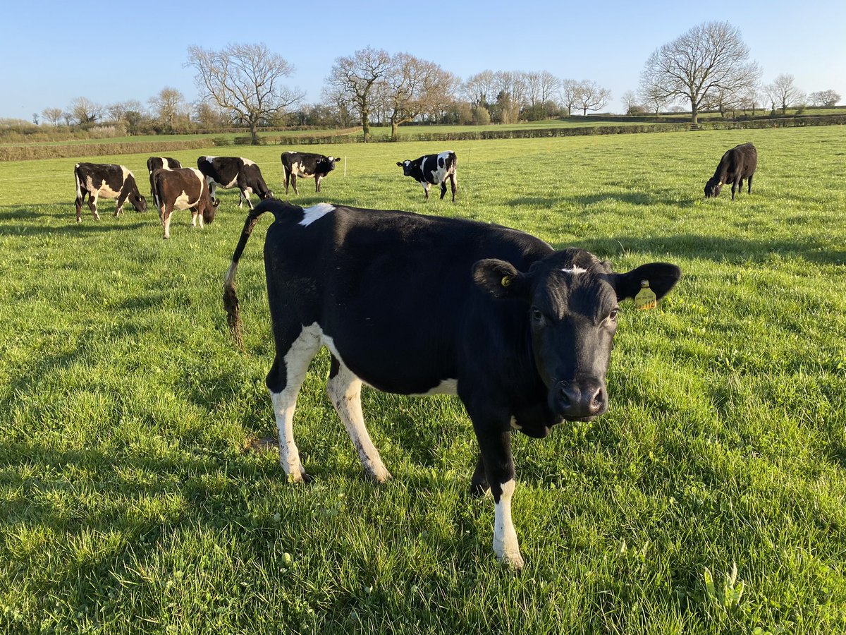 thompsonfarming's tweet photo. FOR SALE!! 25 x bred bulling heifers @ 300kg + . Nice quiet well cycling cattle. Out wintered and back on grass. Tb tested ready to go. Staffordshire. 07506877471 
Also 25 of the same sort a month younger @ 280kg + https://t.co/BwjUU9Dxru