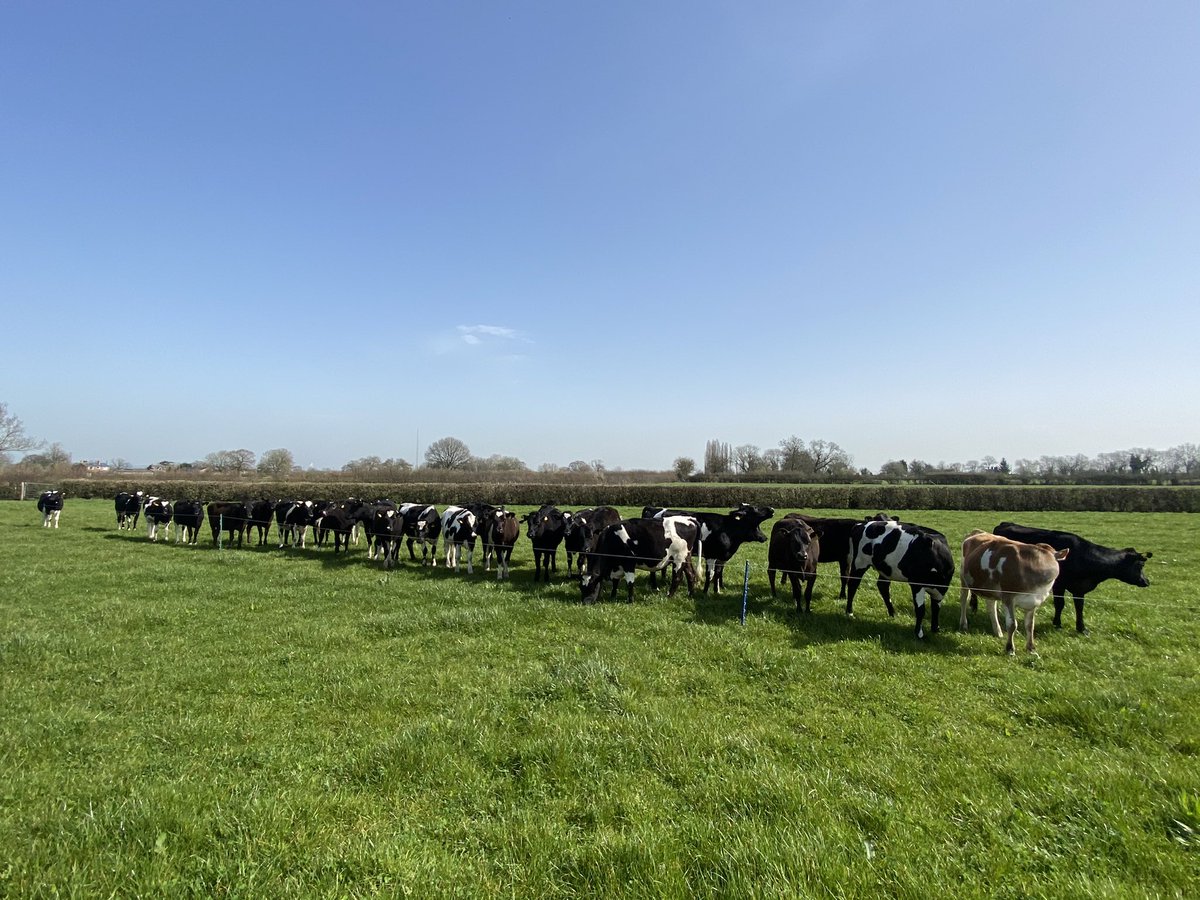 thompsonfarming's tweet photo. FOR SALE!! 25 x bred bulling heifers @ 300kg + . Nice quiet well cycling cattle. Out wintered and back on grass. Tb tested ready to go. Staffordshire. 07506877471 
Also 25 of the same sort a month younger @ 280kg + https://t.co/BwjUU9Dxru