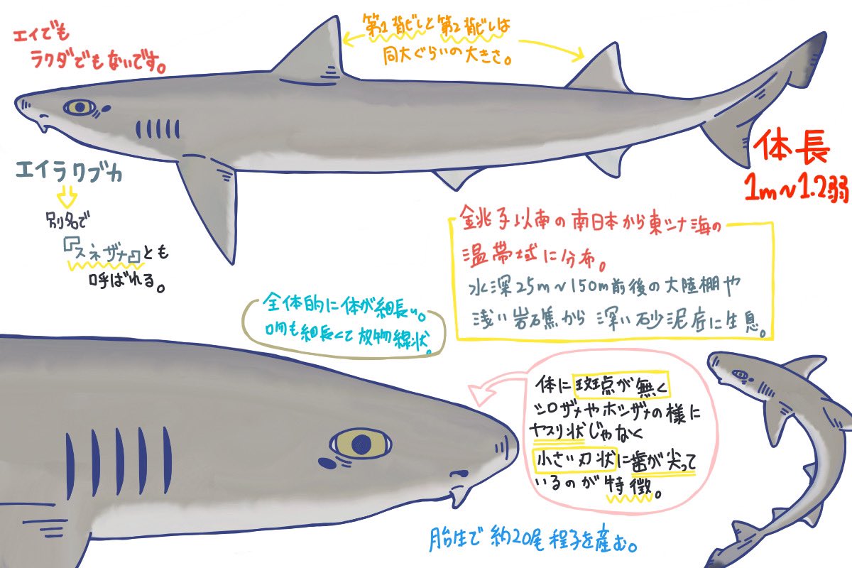 めかぶのサメ紹介ツイート Twitter
