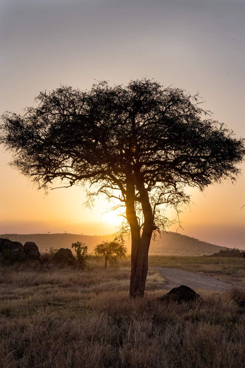 Spending 4 nights in Samburu Reserve. With our guests spending their holidays away from the current occurrences and pandemic disruption. 

cheetahsafaris.co.ke/3-days-lewa-co…

#kenyasafaris #tanzaniasafaris #africansafaris #flyingsafaris #wildlifesafaris #chartersafaris #privateguidedsafaris