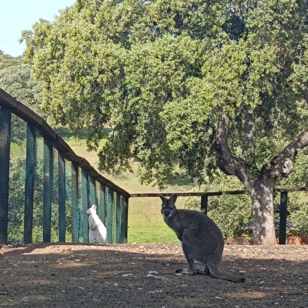 AnimalesExtico2's tweet image. 🤎Canguro Wallaby y Canguro Wallaby Blanco 🤍
Esta especie de canguro es más pequeña que todas los demás tipos, sin duda, son adorables.