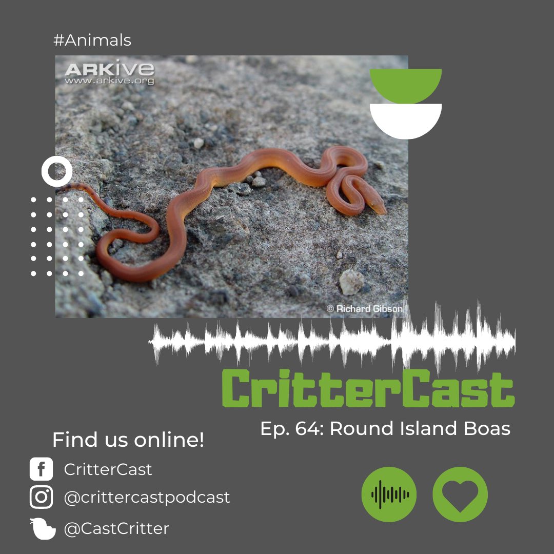 Have you listened to Episode 64 yet? All about around Island Boas and the amazing Edge of Existence Project! 

What’s your favorite EDGE species?