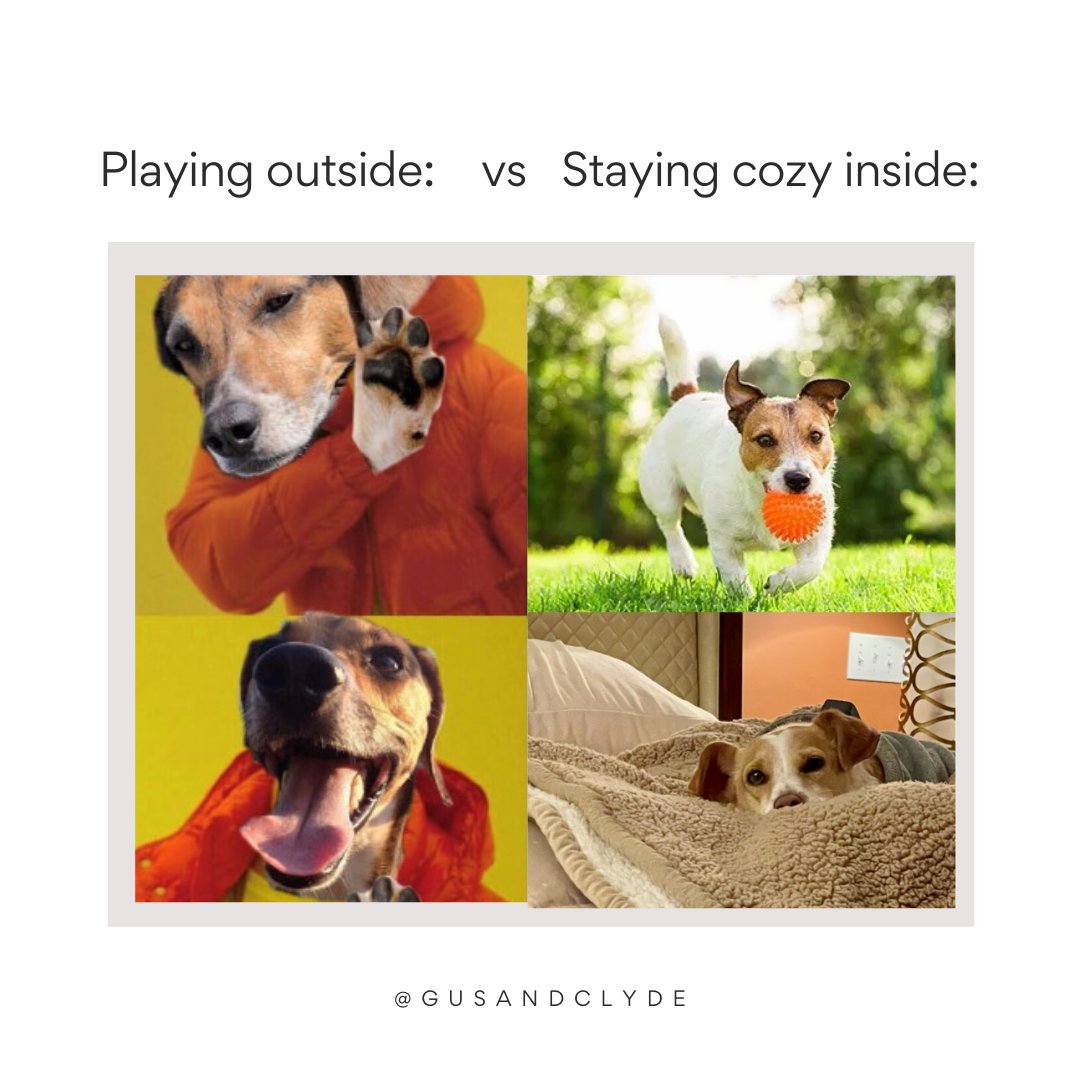 gus_clyde's tweet photo. Playing outside is great and all; but snuggles are the best! #thatdoglife https://t.co/6wB35Vu0Nv