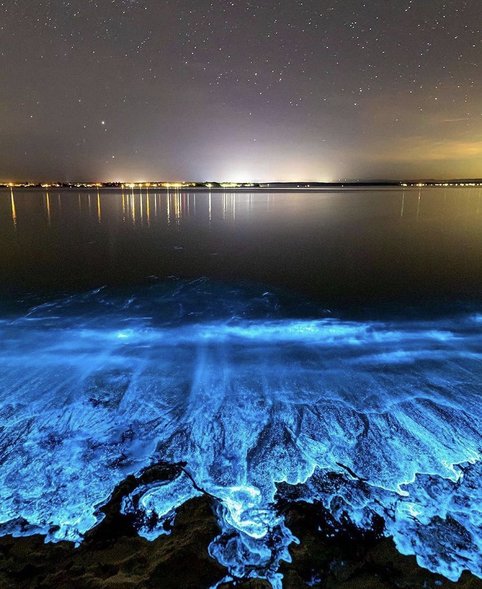 wildflowerdaysi's tweet photo. —Photos of Bioluminescent algae 💧 https://t.co/le3jORxFa3