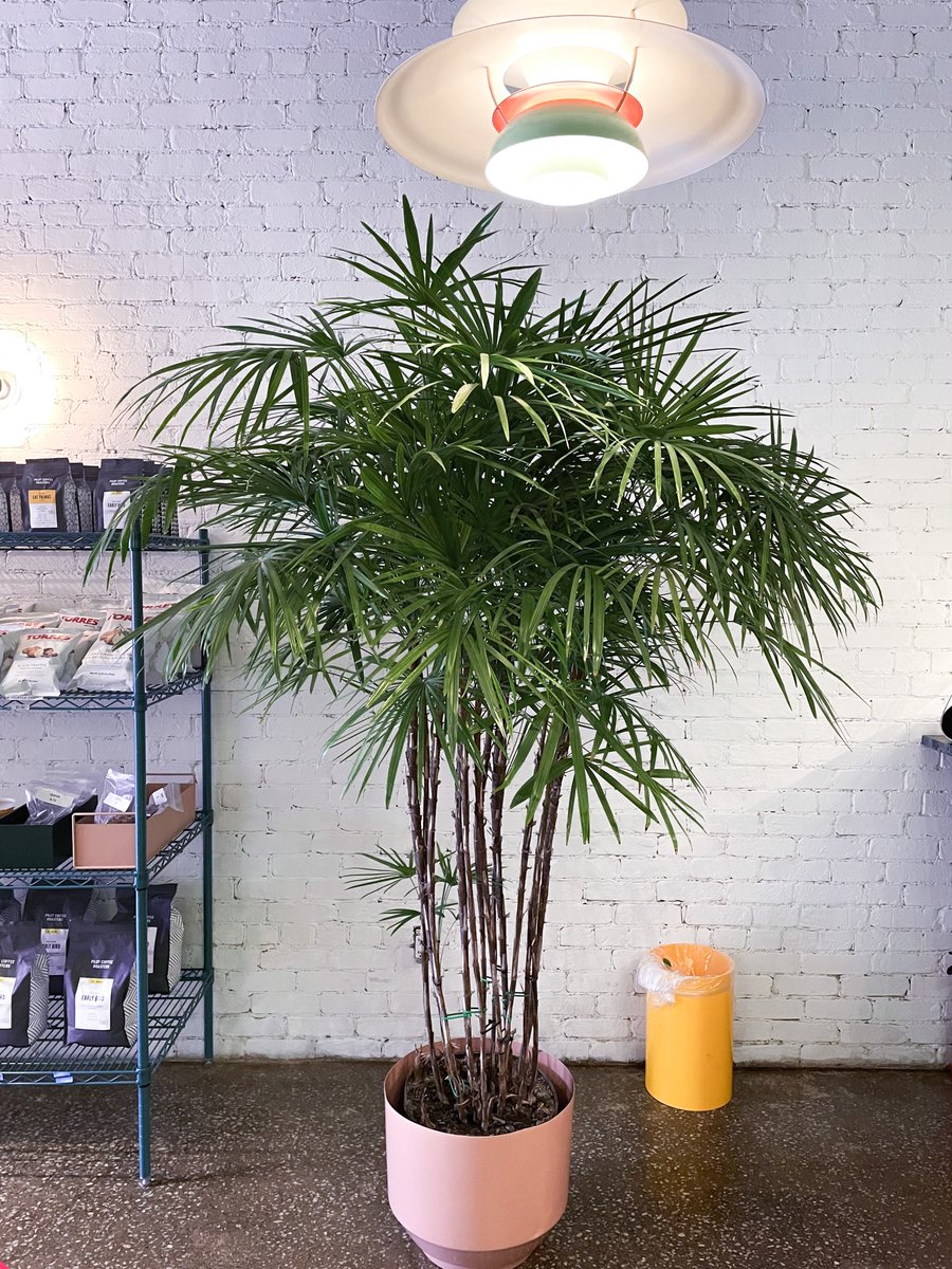 KojoBoy_'s tweet image. feels good to be back in one of my favorite Queen St. cafes. #coffee #Toronto 

📍EarlyBird