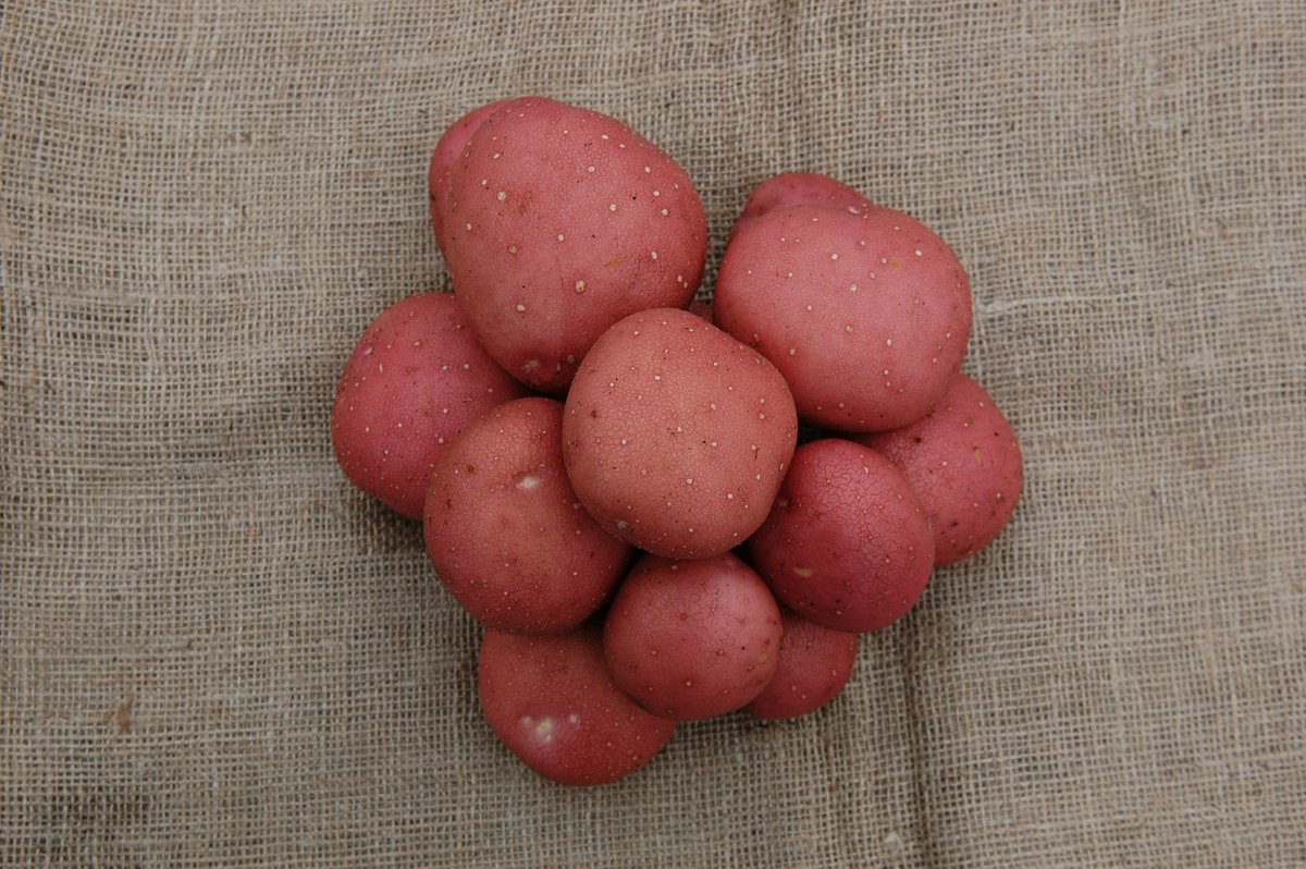 teagasc's tweet photo. Potatoes can be divided into 3 types in order of harvest: Early, Second Early and Maincrop. The usual time for planting potatoes is March and April. Find out more about the different varieties & how to grow them here https://t.co/AMsAGrZZWc #TimetoSow https://t.co/cUoiMSSlm3