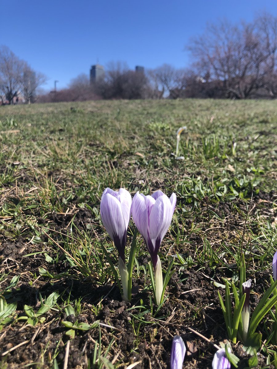 Emjay1028's tweet photo. Itβs April and itβs really #spring in #Boston and the sunshine is warm even with the chilly breeze. βοΈβ€οΈππ»ββοΈ #ViewFromMidDayRun #Esplanade #MJWeather #MadeItThroughAnotherWinter https://t.co/8frbGGdOvp