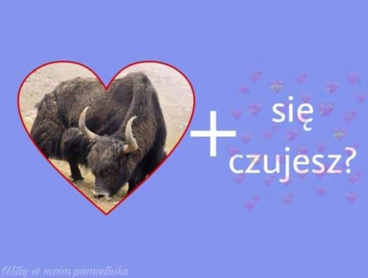 _annxae's tweet image. Bardzo mnie to ciekawi, co u was?