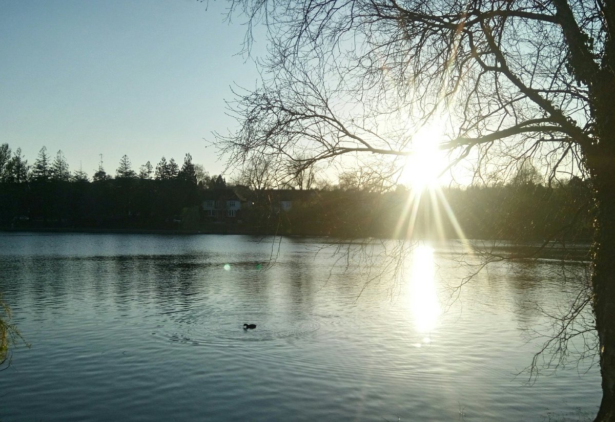 DimpleVerse tweet media