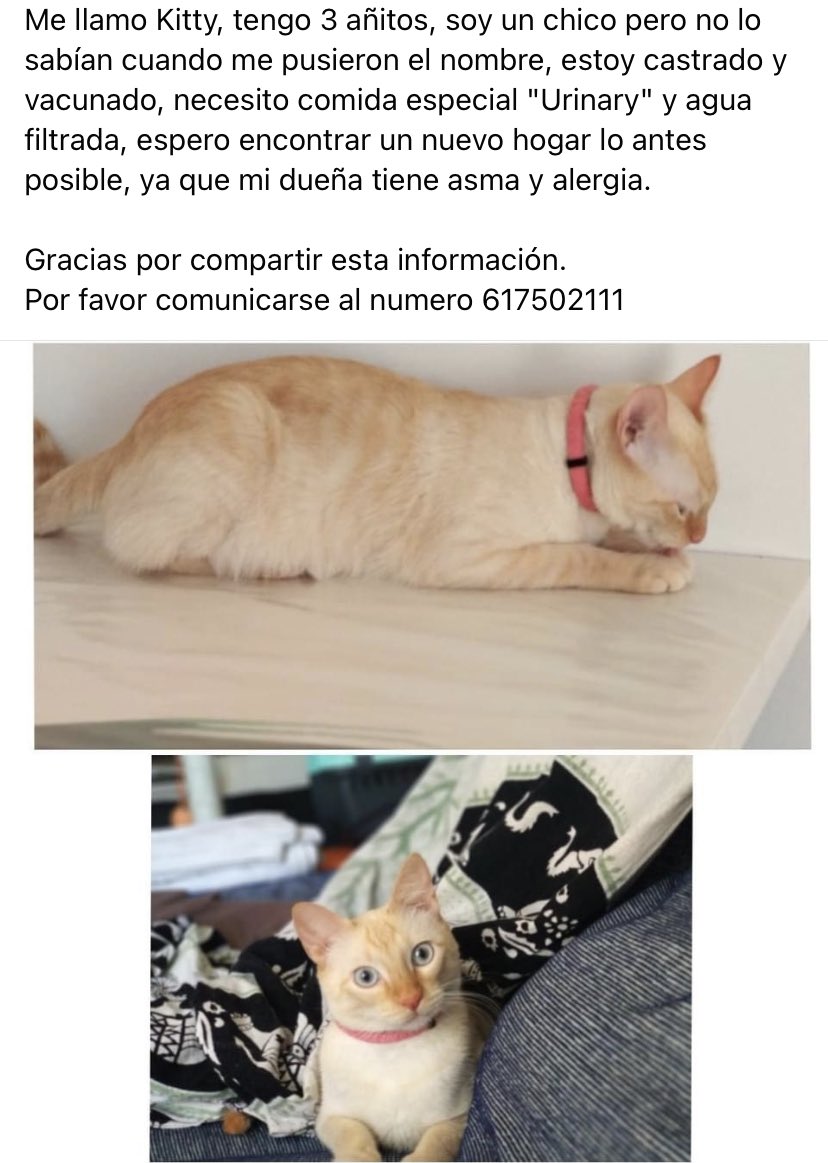 Yosunesm's tweet photo. Es mi tía si ayudan a difundir, muchisimas gracias ❤️ es en Tenerifee https://t.co/b7HuPHyqxa