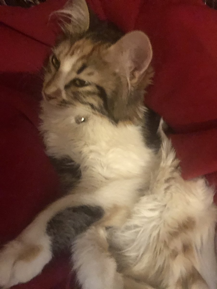 Lilamızın sesi duyulmuyor 😢😢😞

İlaclara başladık ama devamı için desteğinize muhtaç lila.. lütfen az çok demeden bu cana sizde bir yardımda bulunun.. lütfen 🙏🙏🙏🙏😞

#fip #fiplikediler #HAYVANHAKLARIYASASIHEMEN #hayvanlaradestek #fiptürkiye #kedi #cat #BirlikteBasaracağız