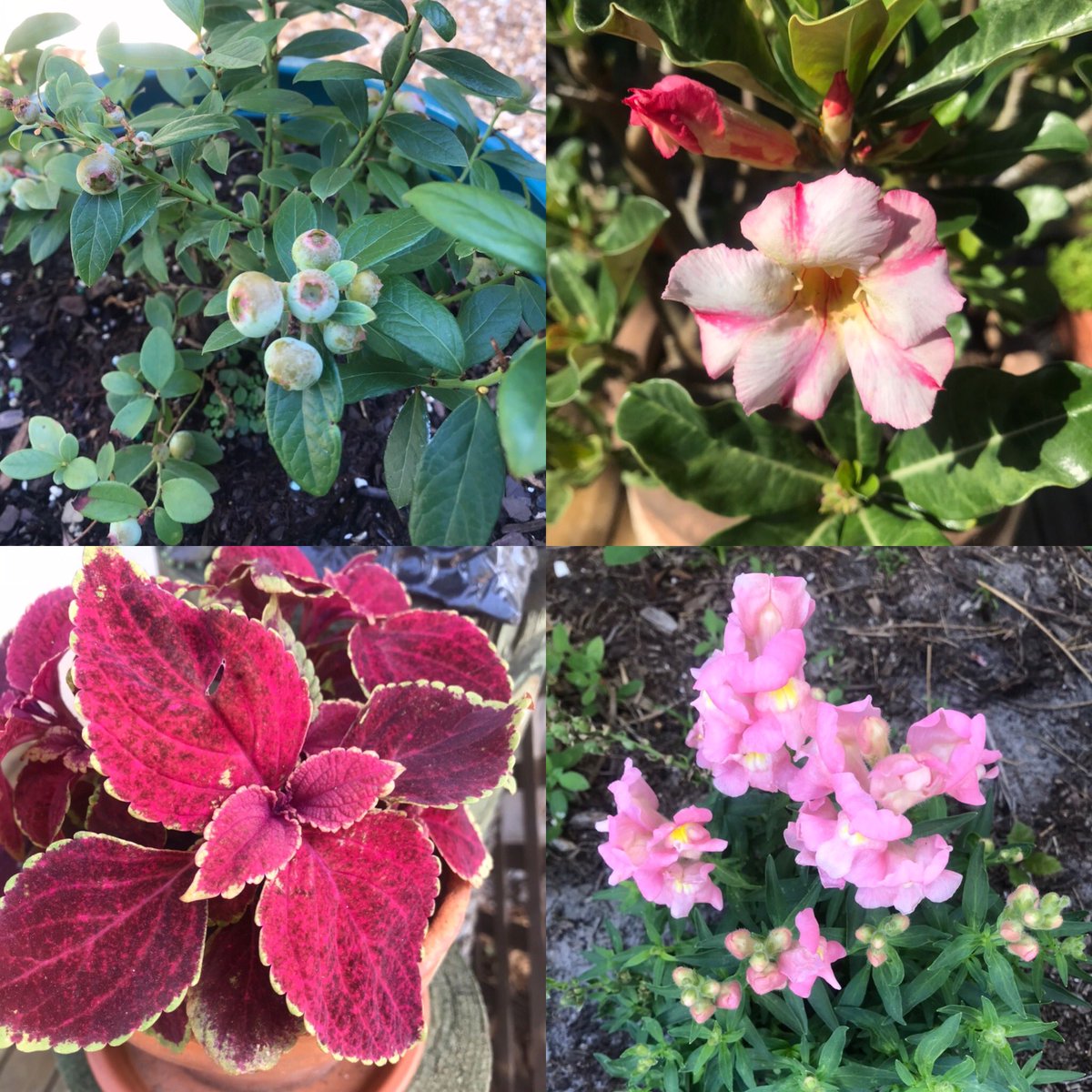 lunchgardenlady's tweet photo. #BackyardGardenTour #InlandBeachCottage #EasterWeekendSonshine https://t.co/4VeGFxIoVg
