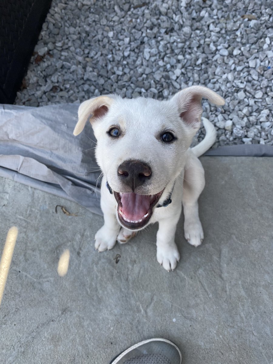 tbuckholz's tweet photo. Trixi says hello world https://t.co/EOv9bFsYdO