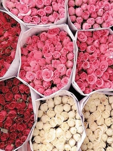 تهادوا الورد وانشروا الوِد