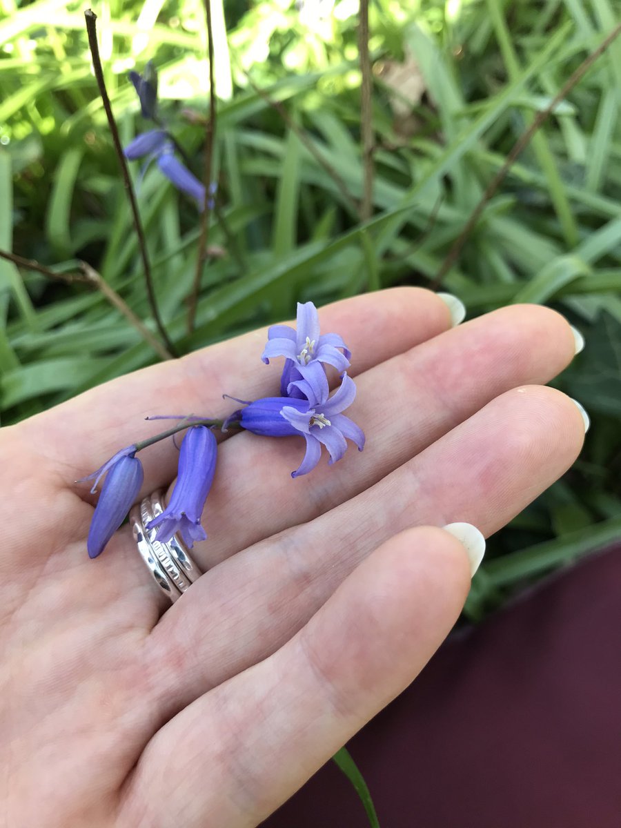 The bluebells have arrived #neath #bluebells