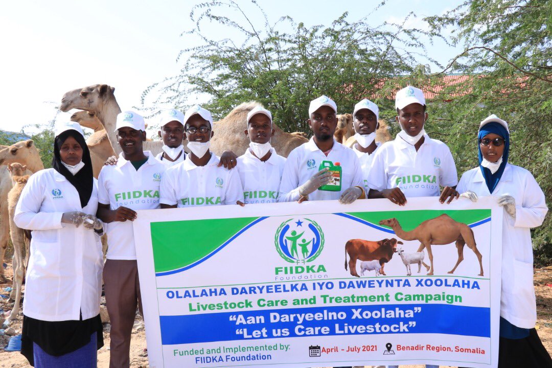 FIDKAFoundation's tweet photo. @FIDKAFoundation launched 4months livestock care &amp; treatment campaign. During this campaign, we will provide medicine 2 the pastoralists in Benadir, Hirshabelle &amp; KGS.

1st phase of the project has benefited 2 the pastoralists in Rural Area of #Mogadishu #Somalia.
#DaryeelXoolaha https://t.co/gsmmJhKDOE
