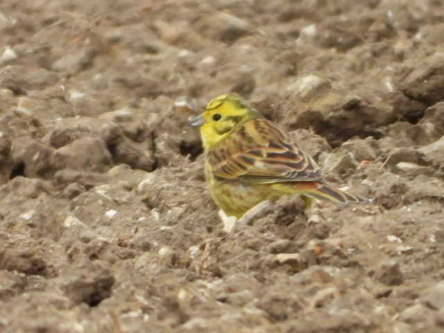 Wannie29837835's tweet photo. Back to Oughton Head, mixed flock still about, 3F,2M pheasants, chiffchaffs,GSW, blackcaps,grey wagtail, rooks nesting,2 red kites, fox and muntjac @Hertsbirds @HertsWild https://t.co/D4tlOg2G70