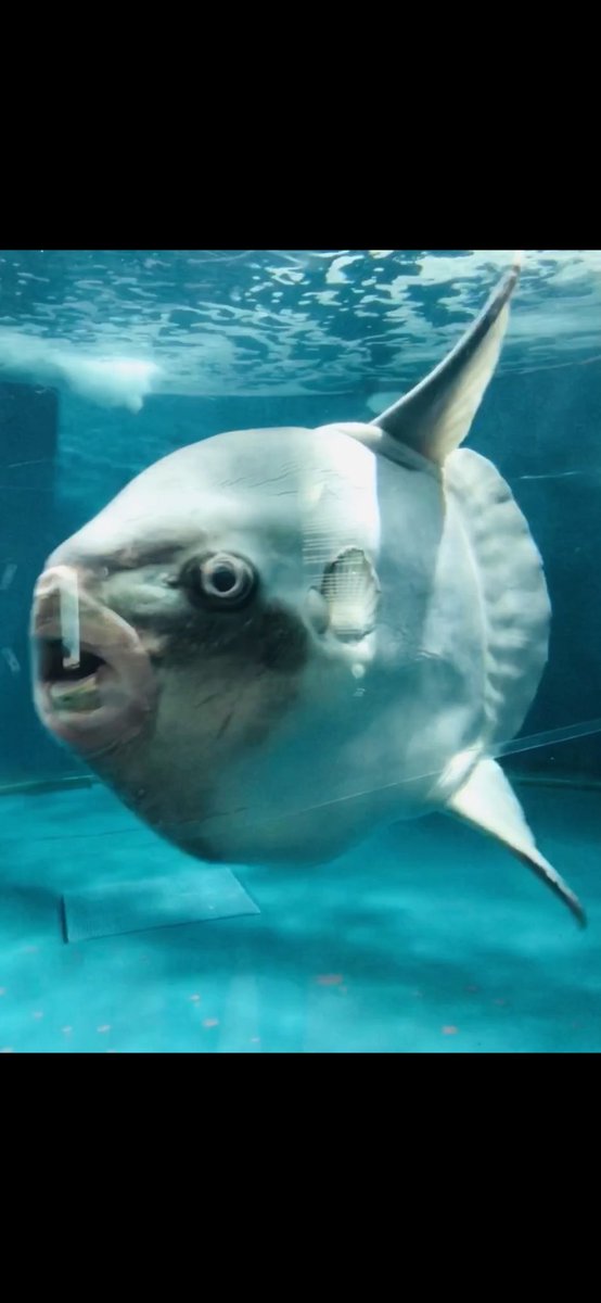 マンボウの たらこ唇 実は水槽の壁に擦れて唇が腫れていた ネット民 知らなかった 衝撃です いまトピ