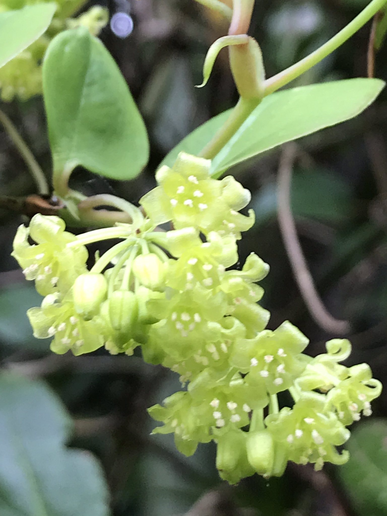 ヒメ サルトリイバラ の花のシャンデリア 今が盛りです T Co Rgynpdudyu Twitter