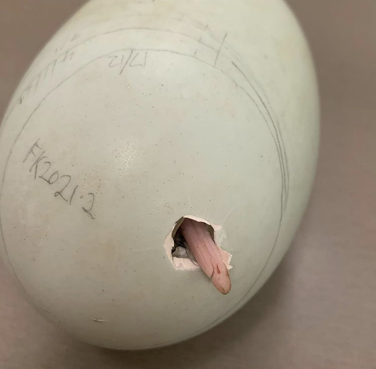 PureNewZealand's tweet photo. Have an egg-ceptional Easter. Peep the before photo of this rowi kiwi chick. 🐣 
📷 IG: West_coast_wildlife_centre https://t.co/Q39gcGACrv