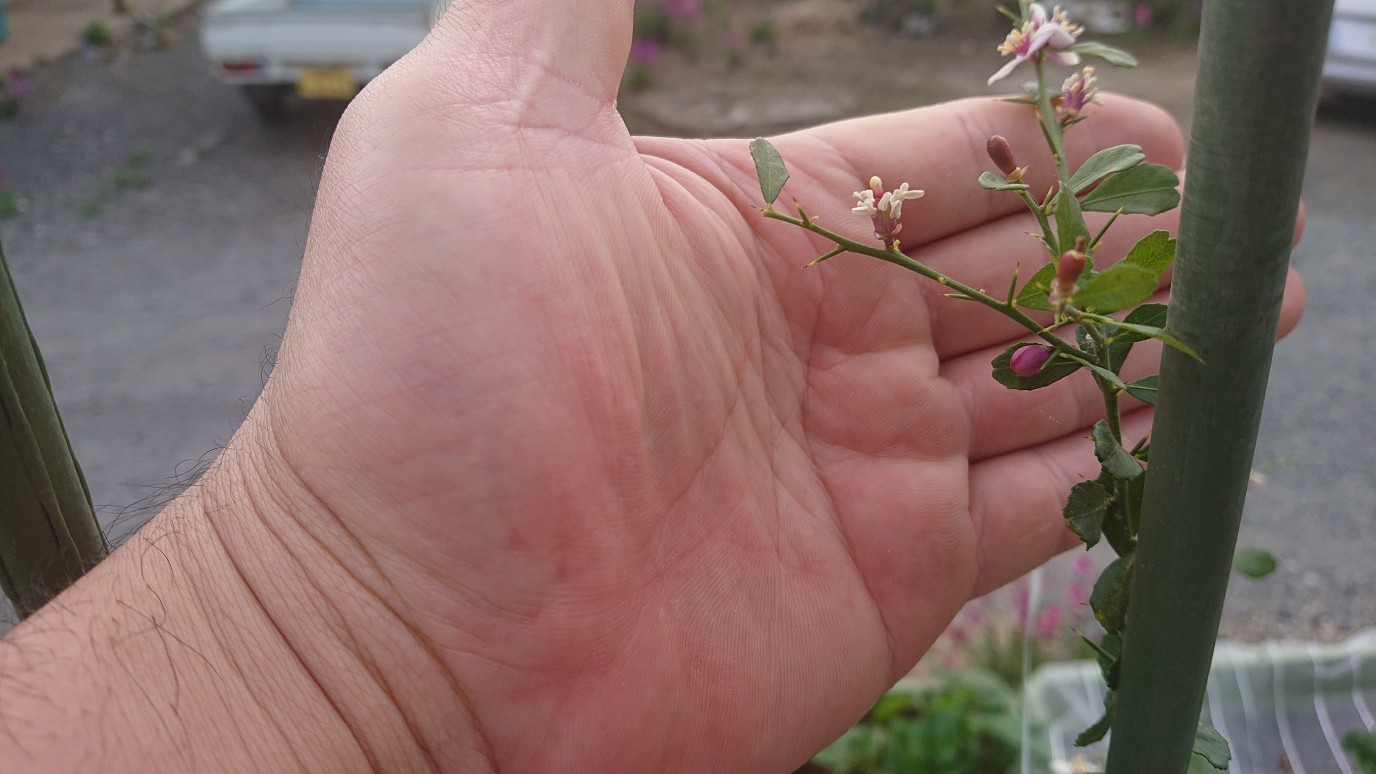 放浪猫 ピカリャ ともん吉修行中 沖縄は第2の故郷です そろそろ虫 の時期なんで薬をじゃがいもに撒きました ブルーベリーも葉っぱが伸びてきてフィンガーライムも新しい葉っぱと実が続々と増えてきました 害虫はアブラムシ ヨトウムシ