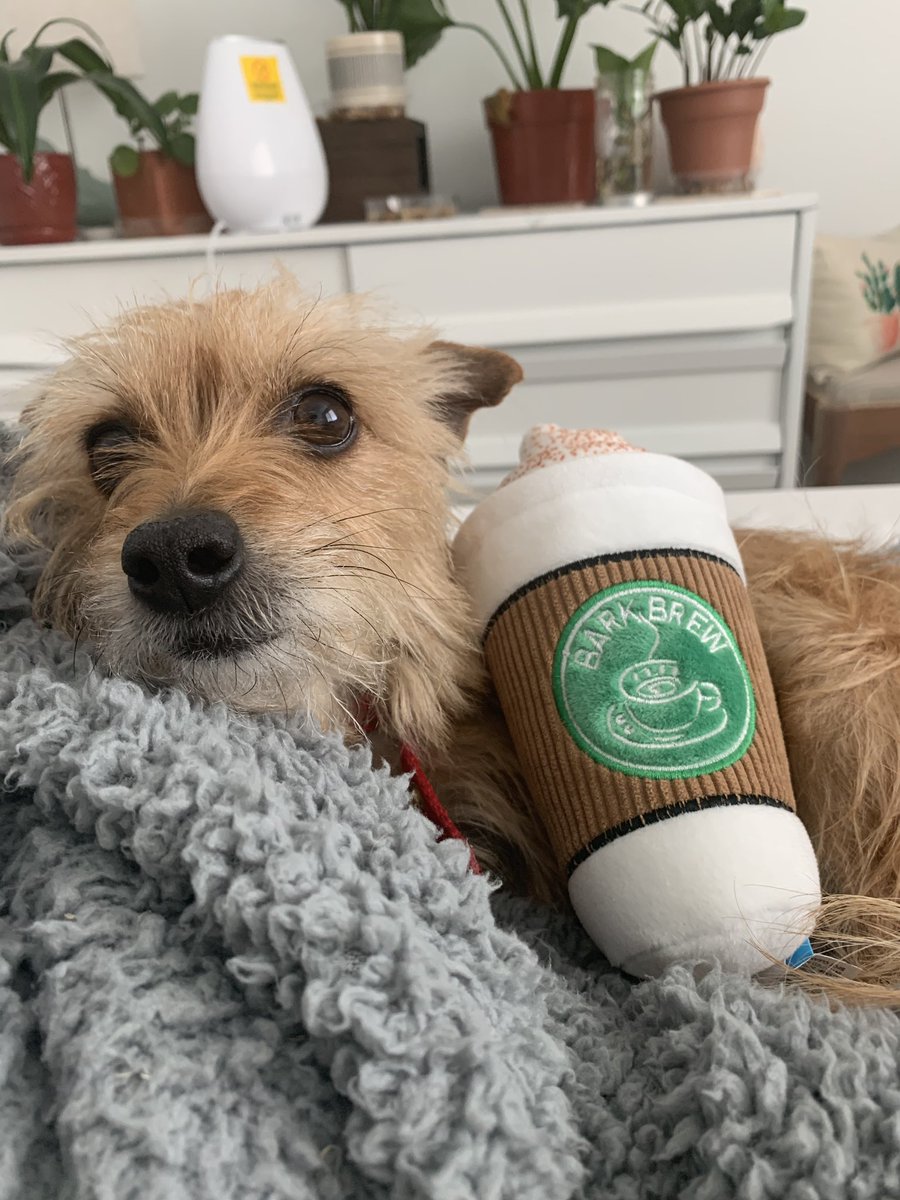 athenathechipoo's tweet photo. my puppachino plushy 😌 https://t.co/YuybhVLRrY